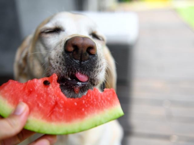 hond fruit groenten