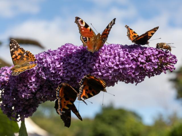 vlinders in de tuin lokken