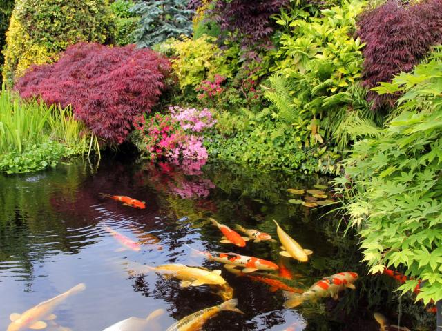 Japanse tuin