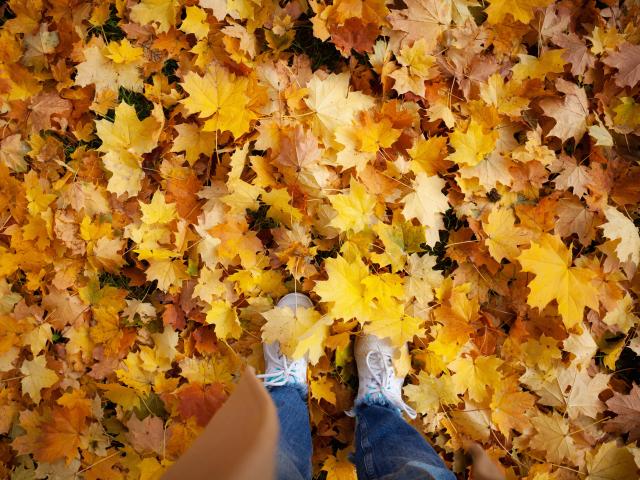 recycler feuilles mortes que faire automne