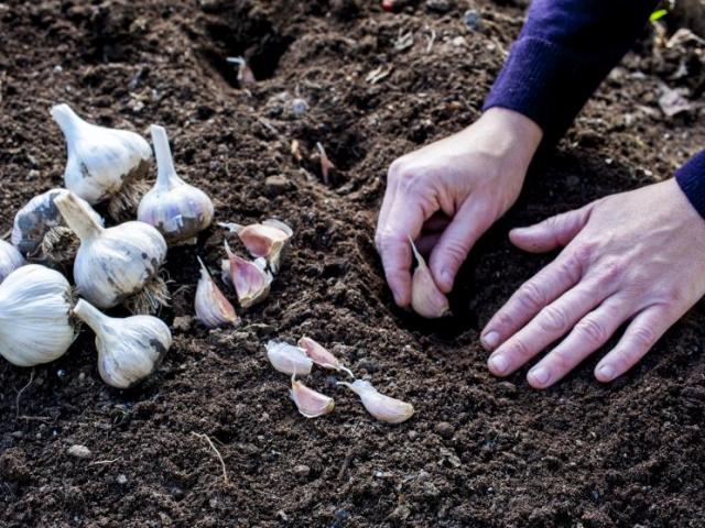 knoflook planten