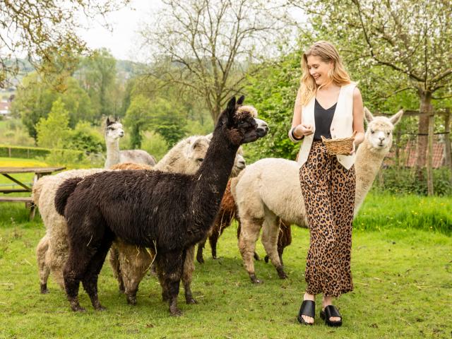 wandelen alpaca's