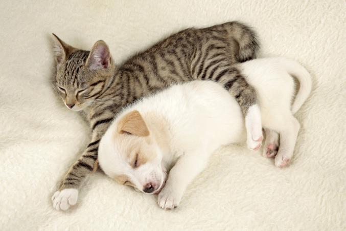 Amitié et douceur entre un chat et un chien