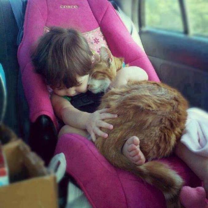 Amitié entre un béb et un chat