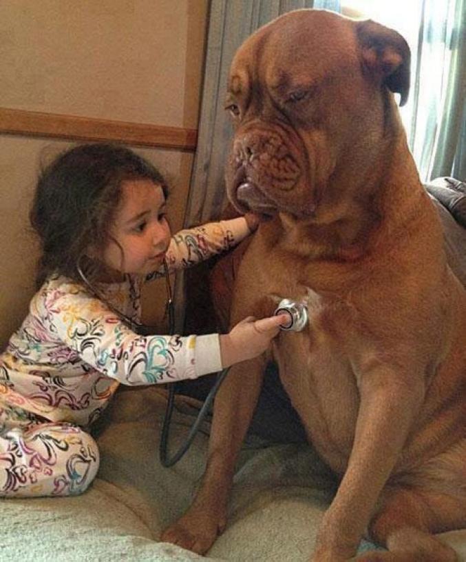 Amitié entre un enfant et un chien