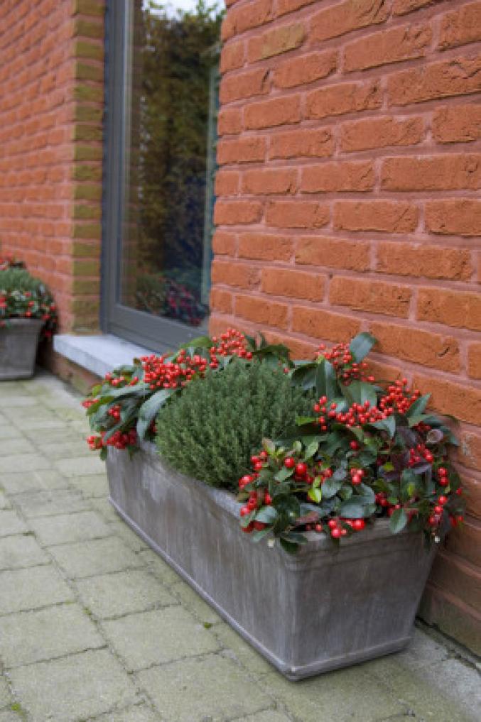 plantes automne hiver jardinière plantes automne hiver jardinière