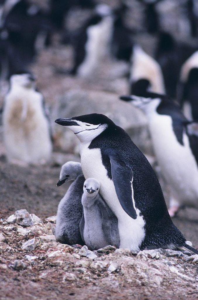 10 bébés animaux avec leur maman