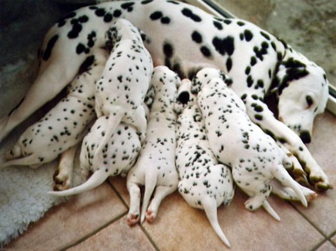 10 bébés animaux avec leur maman