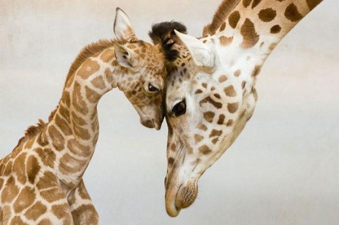 Les mamans et bébés animaux. 