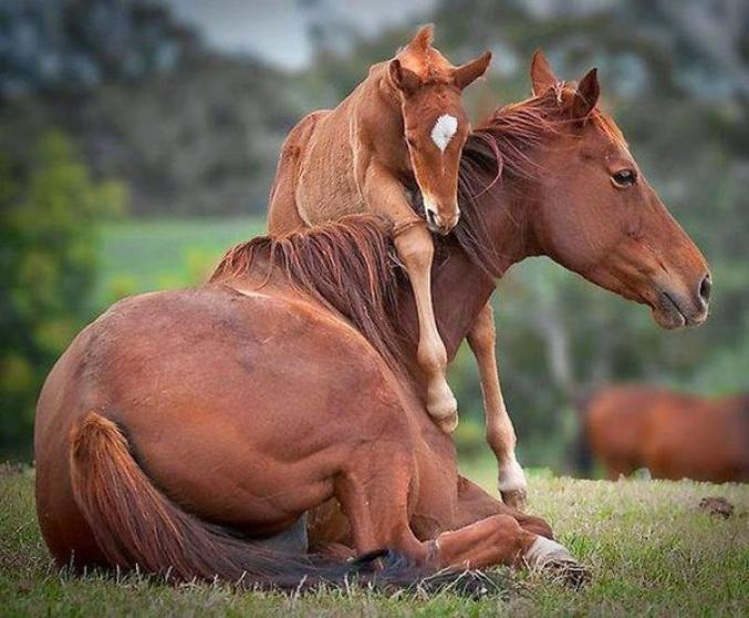 10 Bebes Animaux Avec Leur Maman Femmes D Aujourd Hui