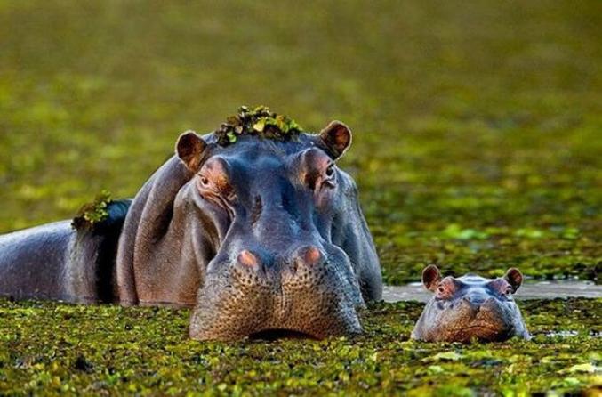 10 Bebes Animaux Avec Leur Maman Femmes D Aujourd Hui