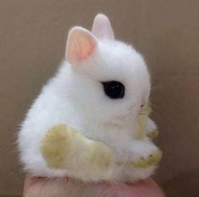 6 Lapins Trop Craquants Femmes D Aujourd Hui