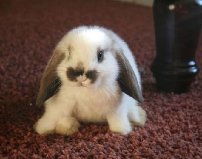 6 Lapins Trop Craquants Femmes D Aujourd Hui