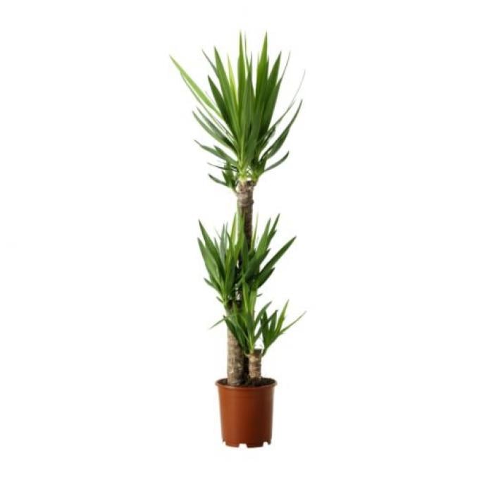 Plante Ikea - 19,99€