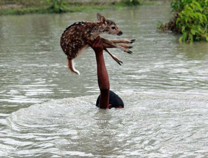 Ce garçon risque sa vie pour sauver un faon lors d’une inondation au Bangladesh