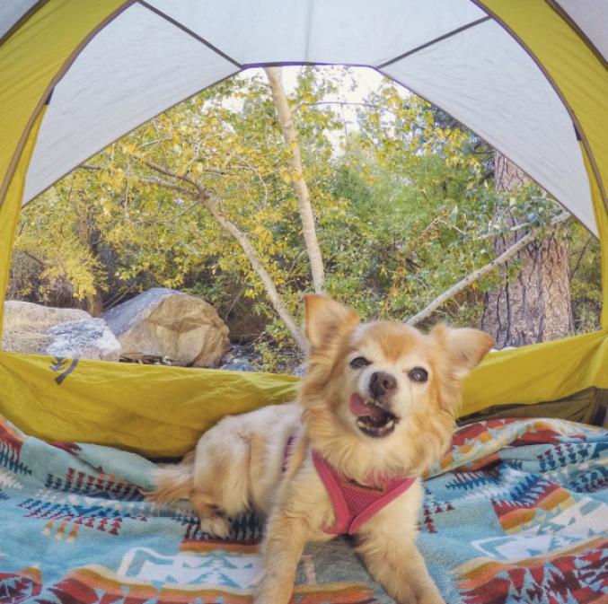 Des chiens fans de camping