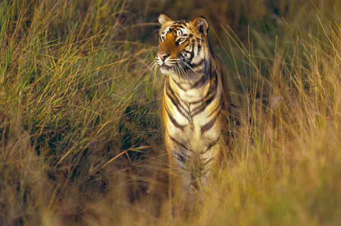Tiger National Parks - India