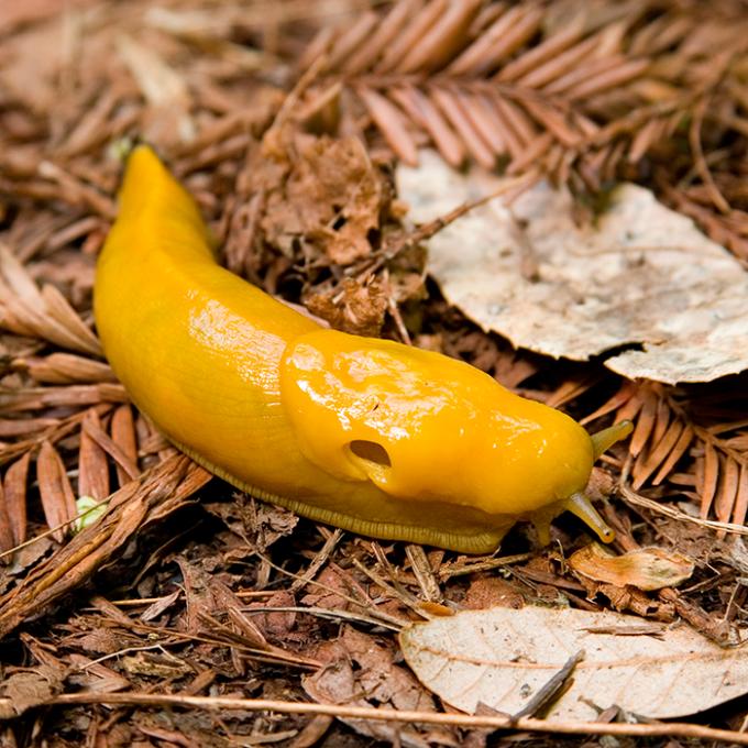 De bananenslak heeft een penis die even lang is als zijn lichaam.