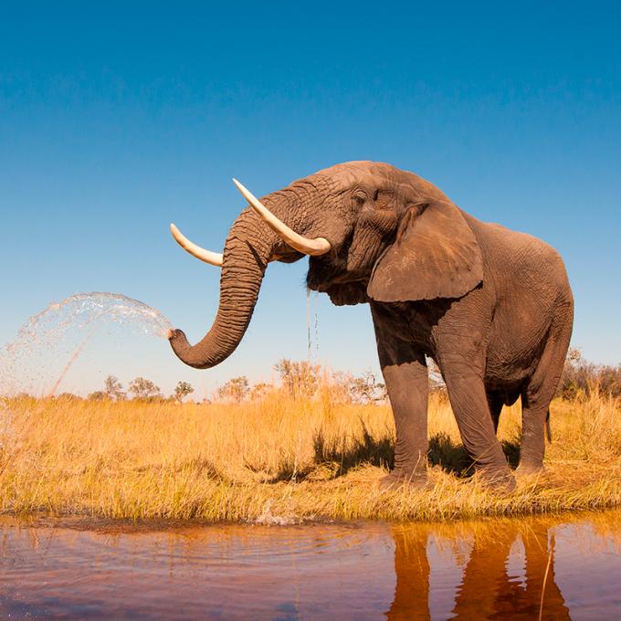 Een olifant kan z'n penis gebruiken als been om op te steunen.