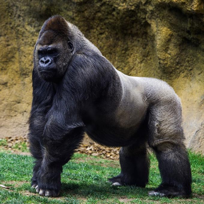 Een gorilla heeft een micropenis omdat hij niet moet vechten voor de vrouwen.