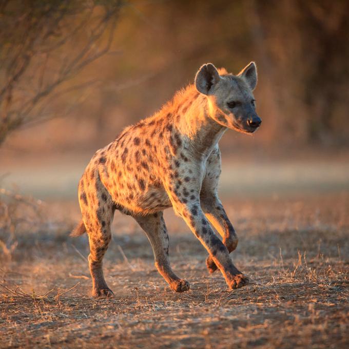 De penis van de mannelijk hyena moet ín de penis van de vrouwelijke hyena.