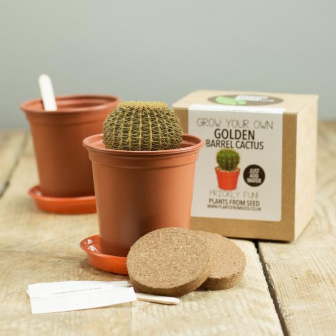 Grow your own cactus