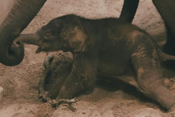 Eind januari: de geboorte van de twee olifantjes in Planckendael