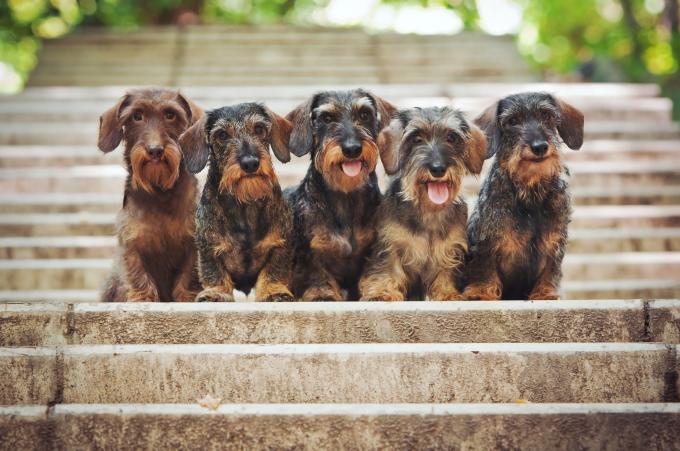 Rassemblement de chiens-saucisses - BRUXELLES