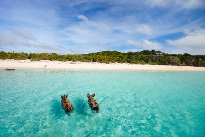 La plage aux cochons aux Bahamas