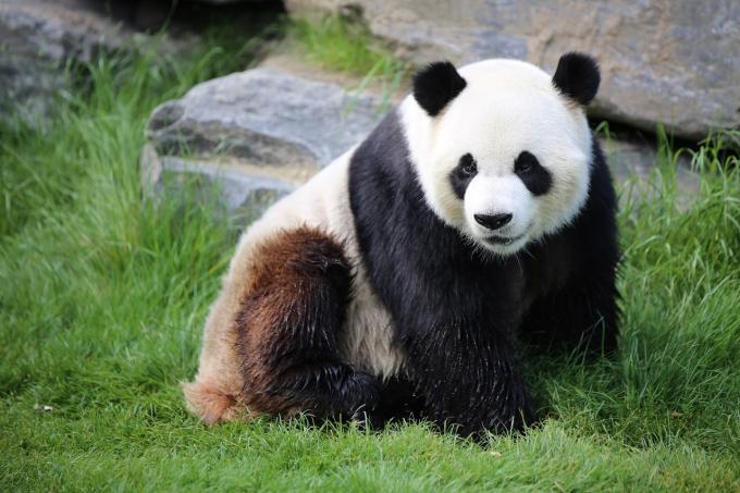 Aller faire un coucou aux pandas de Pairi Daiza