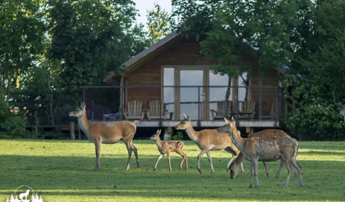 Dormir avec les cerfs au Parc animalier de Sainte-Croix