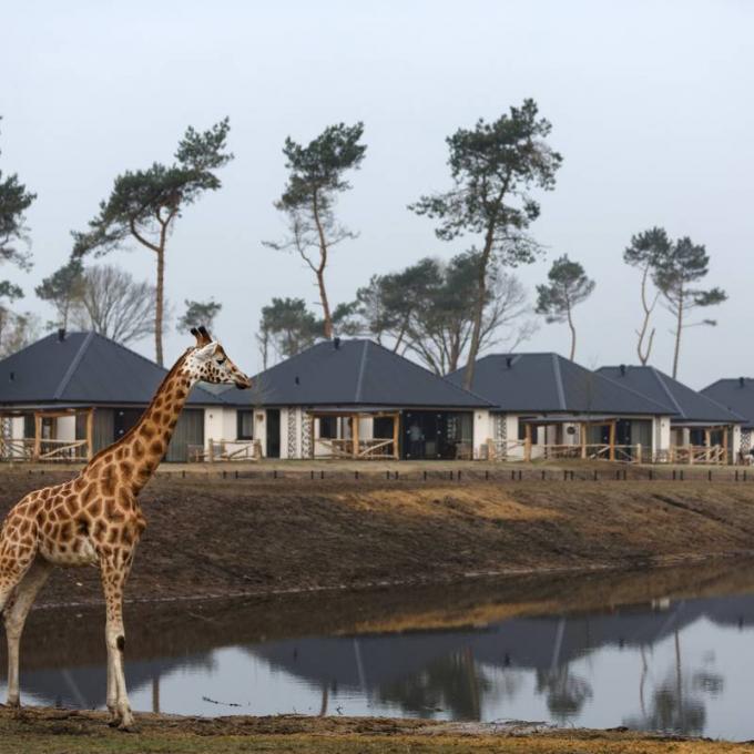 Dormir avec des animaux de la savane au Safari Resort Beekse Bergen