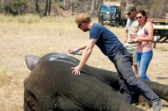 Quand il s'est rendu au Malawi pour défendre les éléphants