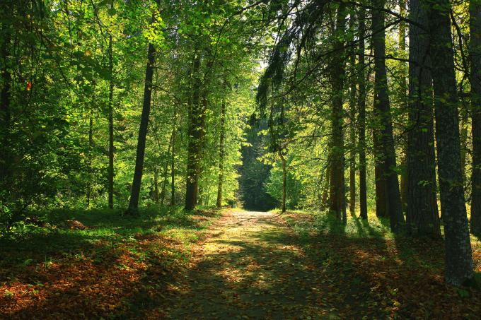 Le week-end du bois et des forêts d'Ardenne - PARTOUT EN WALLONIE
