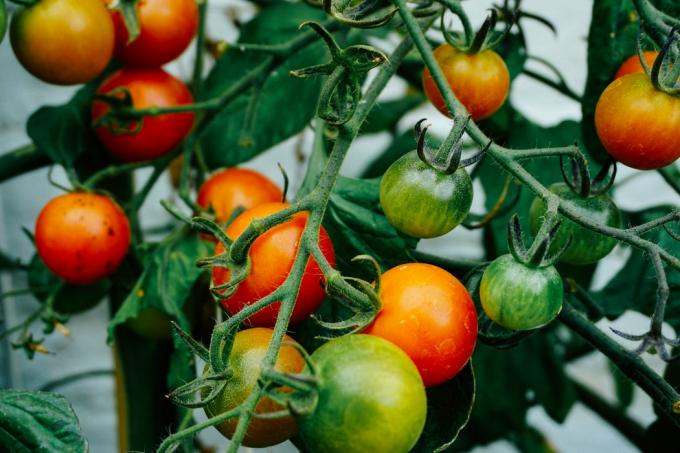 Onrijpe tomaten