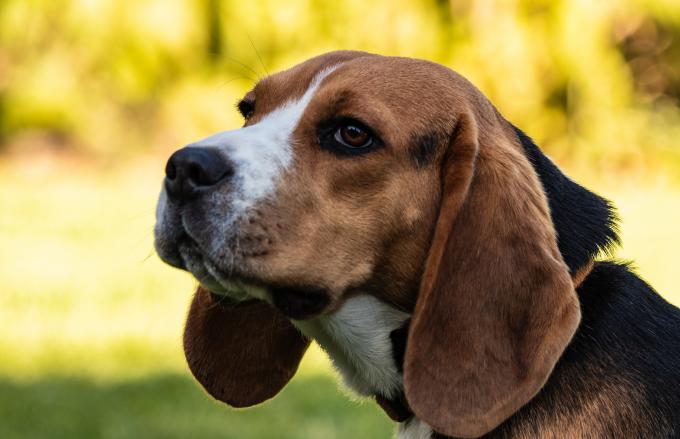 Boogschutter (23 november - 21 december): beagle