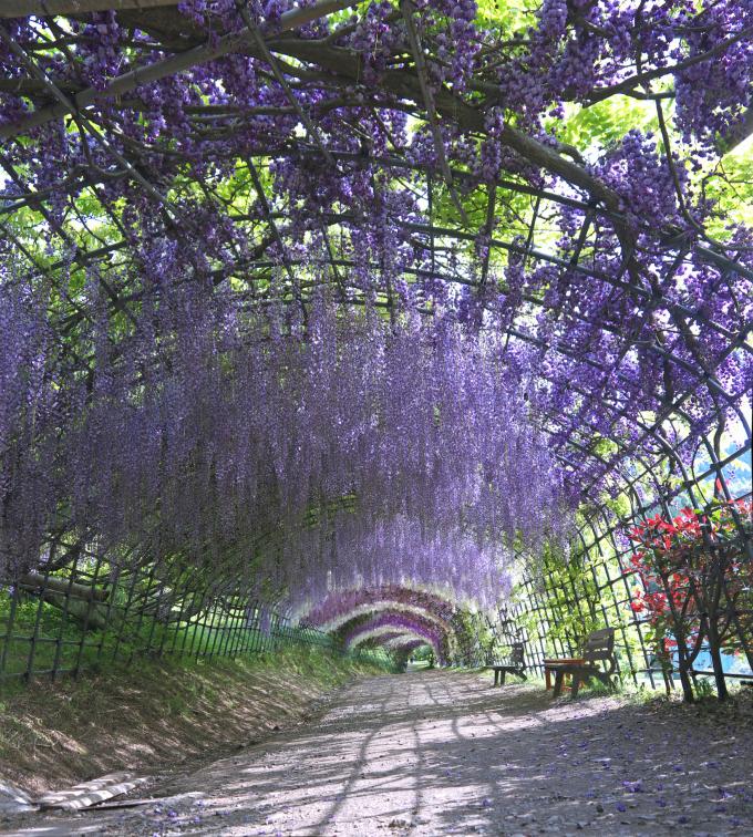 Wisteria Flower Tunnel