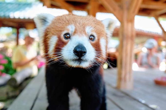 Comment ne pas tomber sous le charme de la jolie frimousse du panda roux?