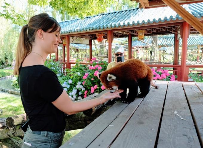 Il faut toujours tenir sa main à plat pour nourrir les pandas roux!