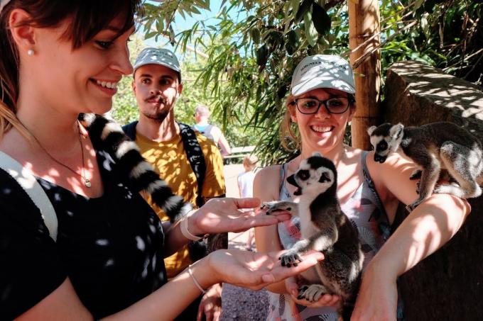 Les bébés lémuriens sont déjà bien à l'aise avec les visiteurs!