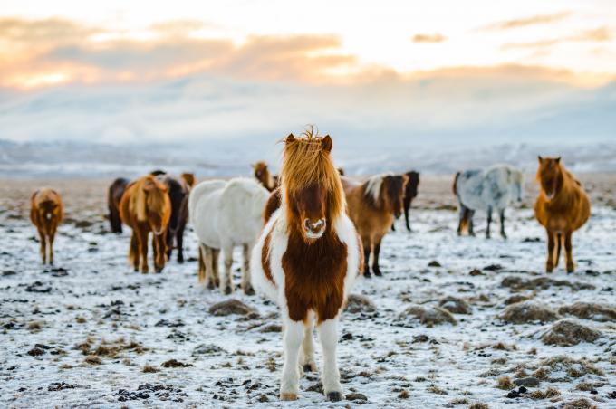 Les authentiques chevaux islandais