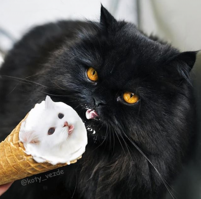 Le chat-cream 