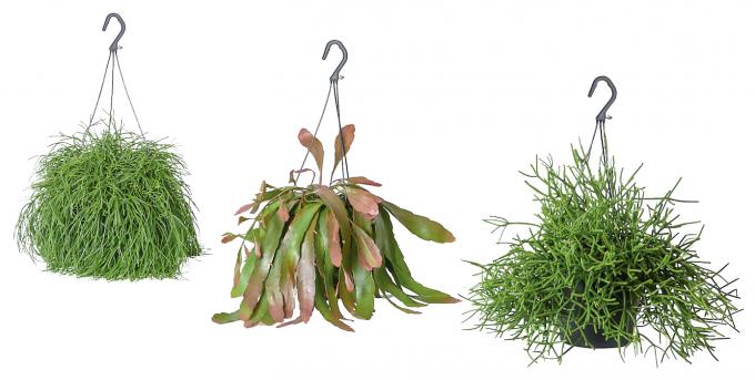 Hangplant Rhipsalis