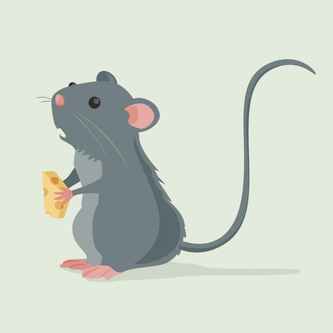 Des rats peuvent s'assembler par la queue pour former un roi-de-rats