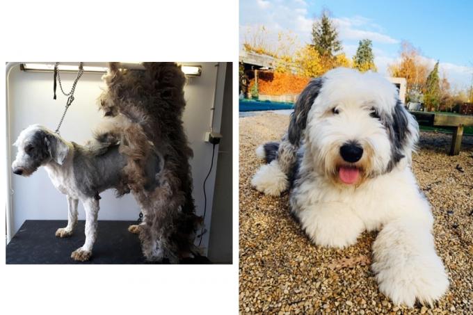 Yilka a adopté son chien Max en refuge il y a 1,5 ans