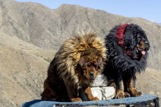 4. Mastiff Tibétain - De 1 000 à 9 000 euros