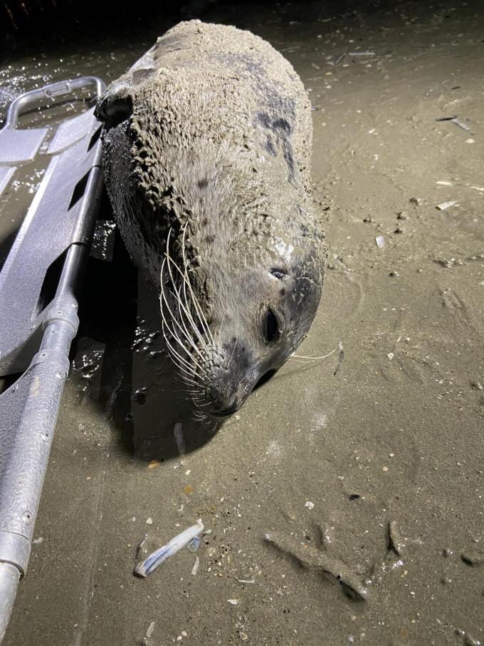 Het zeehondje kon niet meer gered worden.© BB