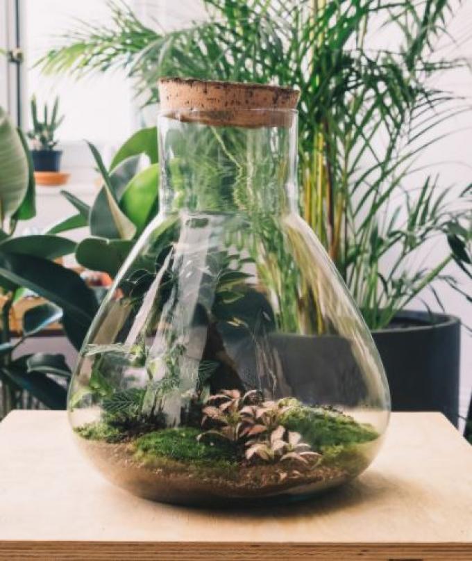 Pyramide terrarium met groen landschap