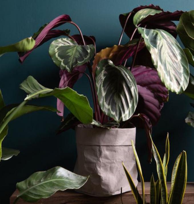 Calathea Medaillon met paarse bladeren