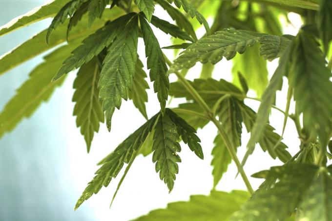 De cannabisplantage werd ontdekt in een garagebox.© Getty Images